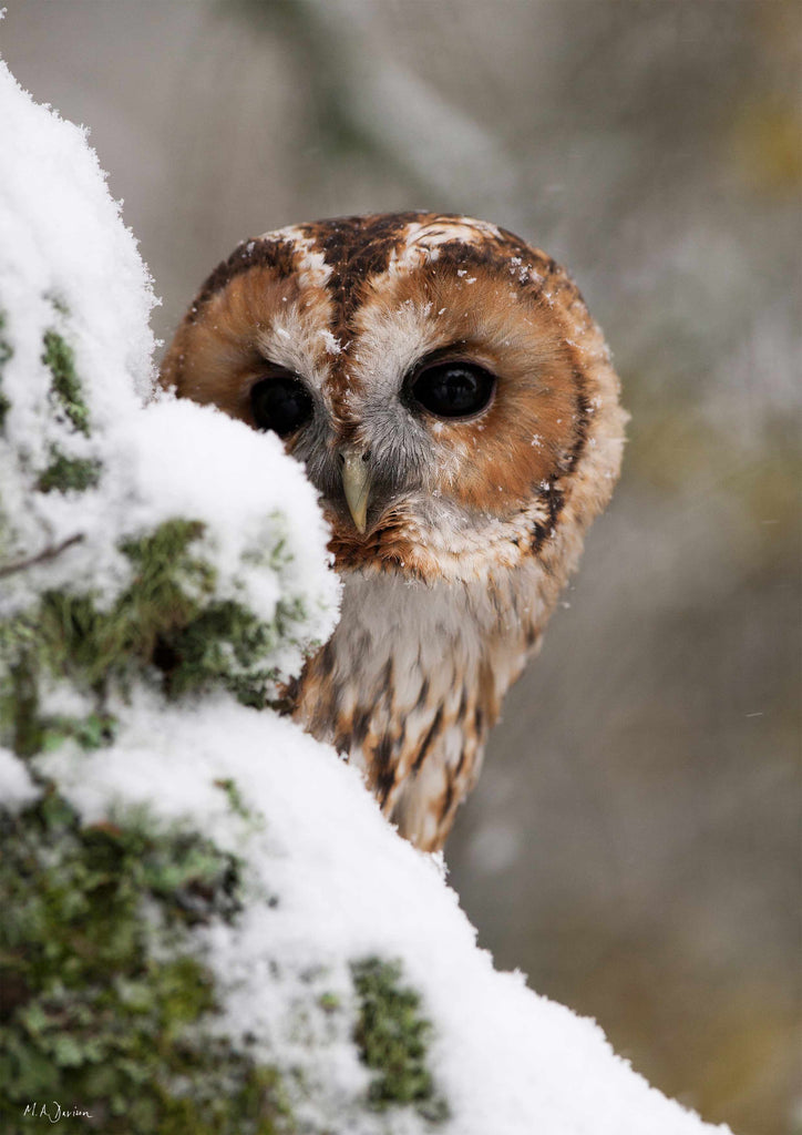Tawny Owl in the Snow Print - Wildlife Photography