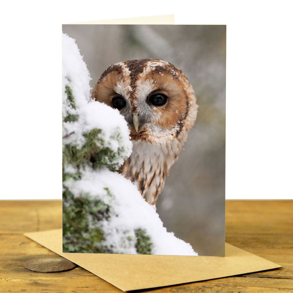 Tawny Owl Greeting Card - Tawny Owl in the Snow