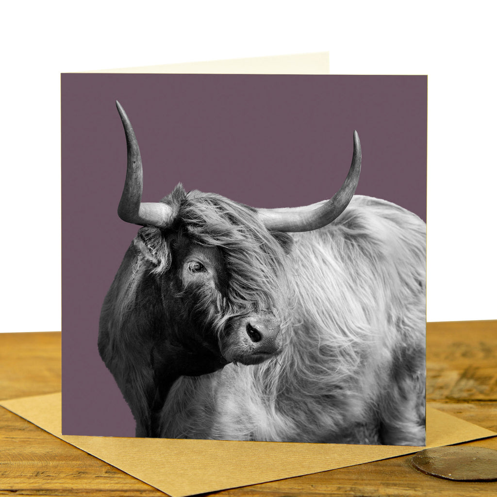 Windswept Highland Cow Greeting Card - Dusky Pink