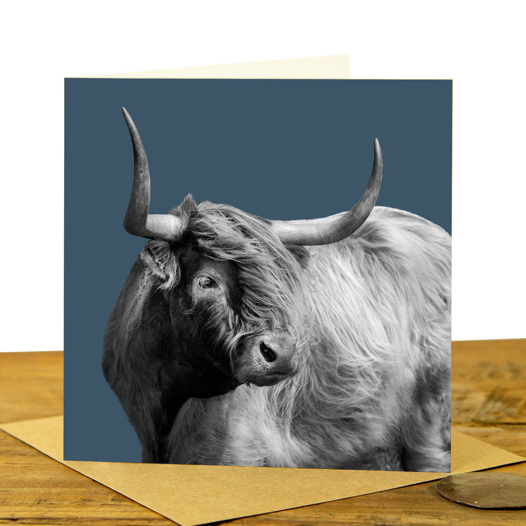 Windswept Highland Cow Card - Indigo